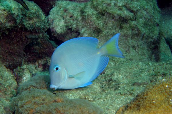 Poison  chirurgien raye Doctorfish Acanthurus chirurgus